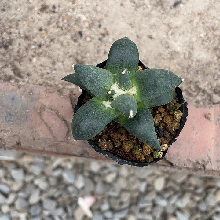 实生青瓷怒涛杂一物一拍