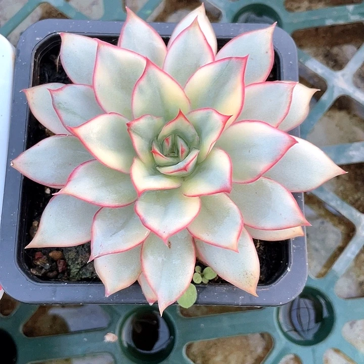 月光女神锦一物一拍