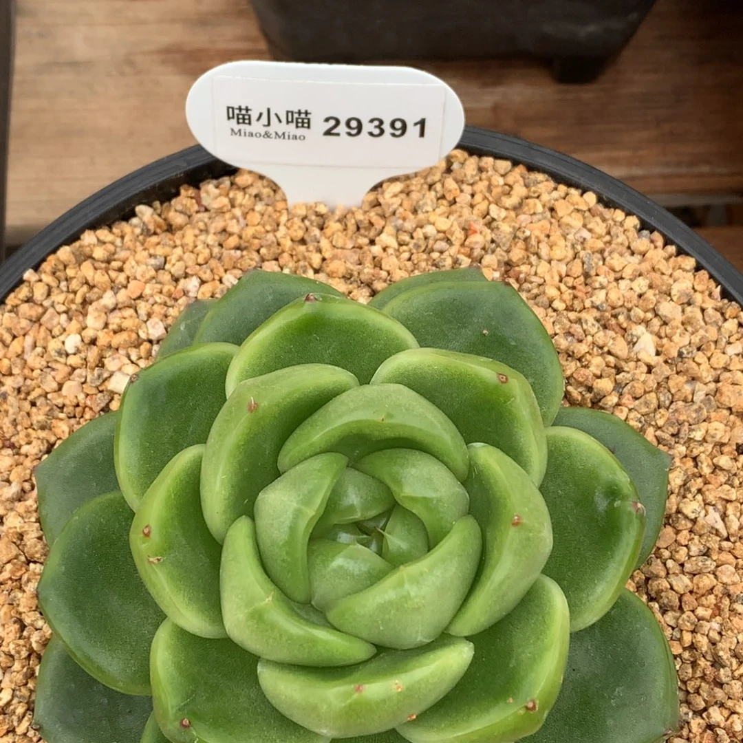 米***卿多肉植物杂交珍妮