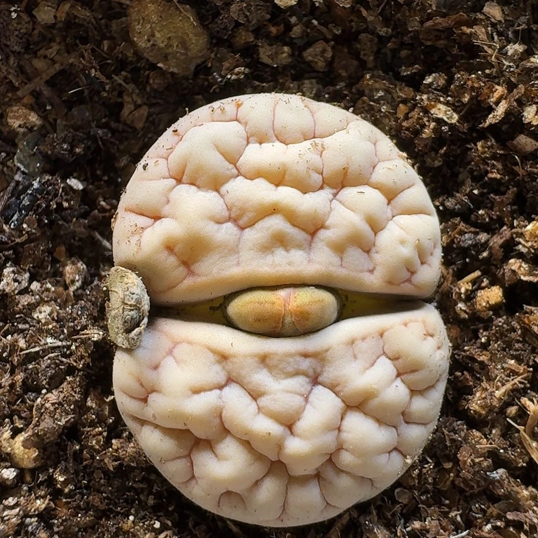 生石花1111。  荒189。     212