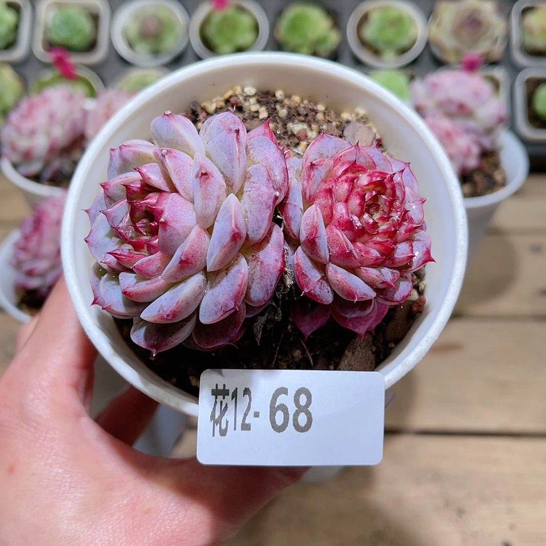 花利美12-68天鹅绒