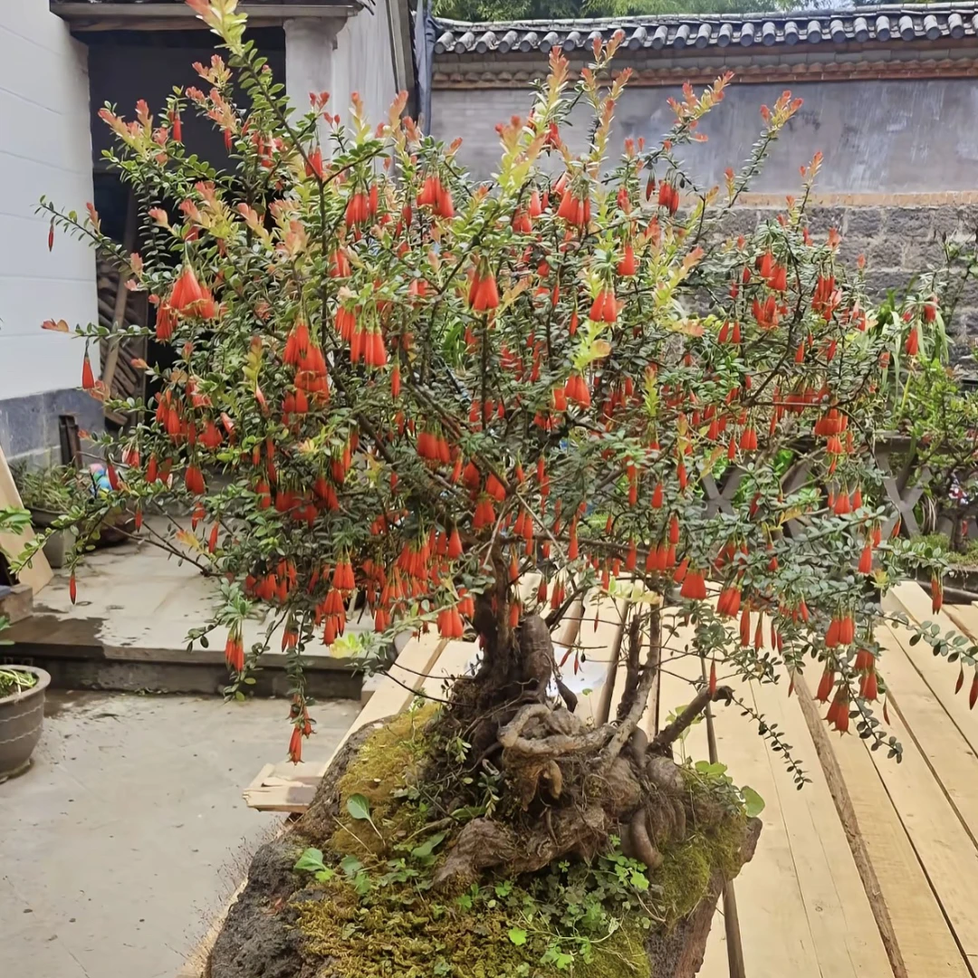 云南树萝卜五翅莓四季常青（直播间一物一拍）