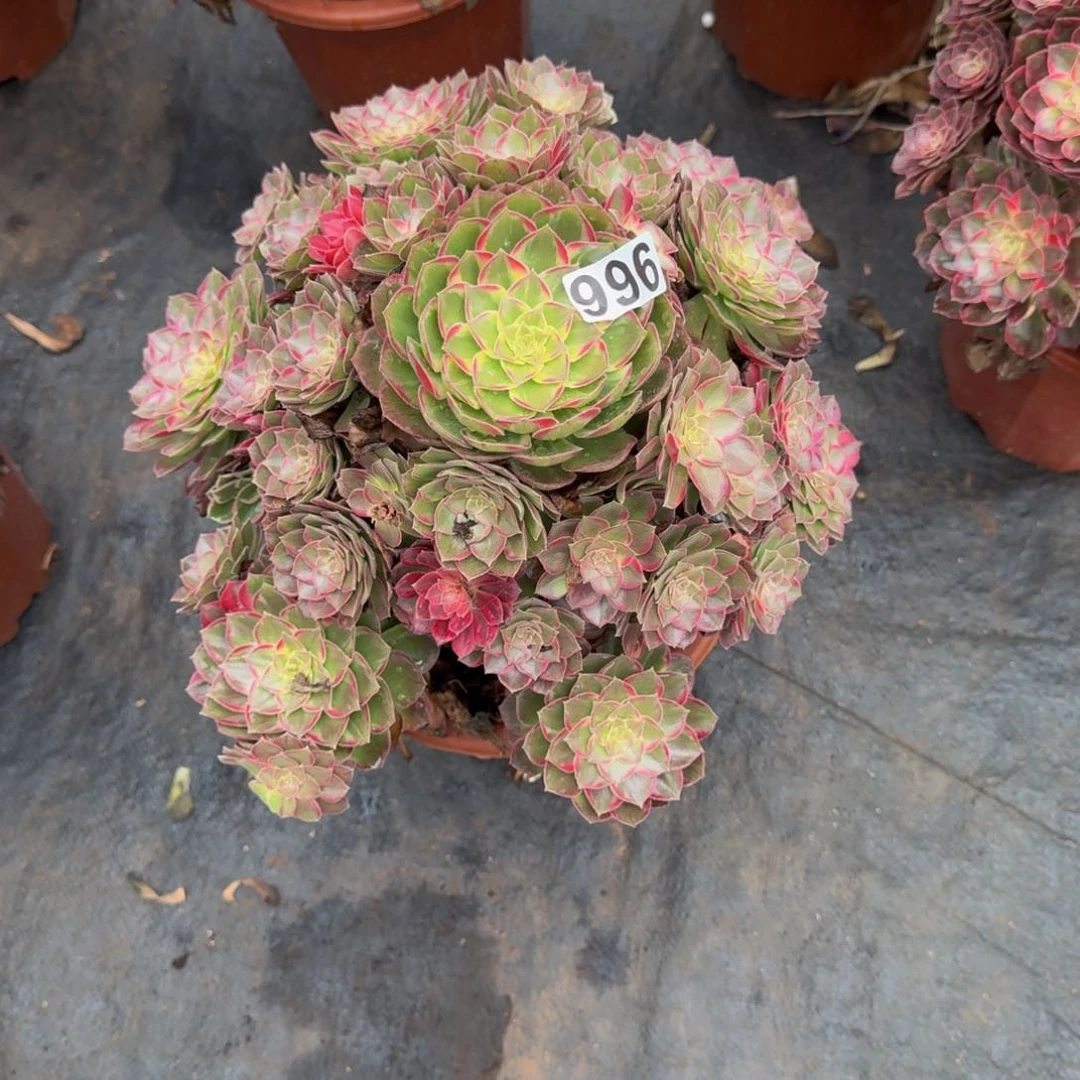 996多肉植物多肉植物