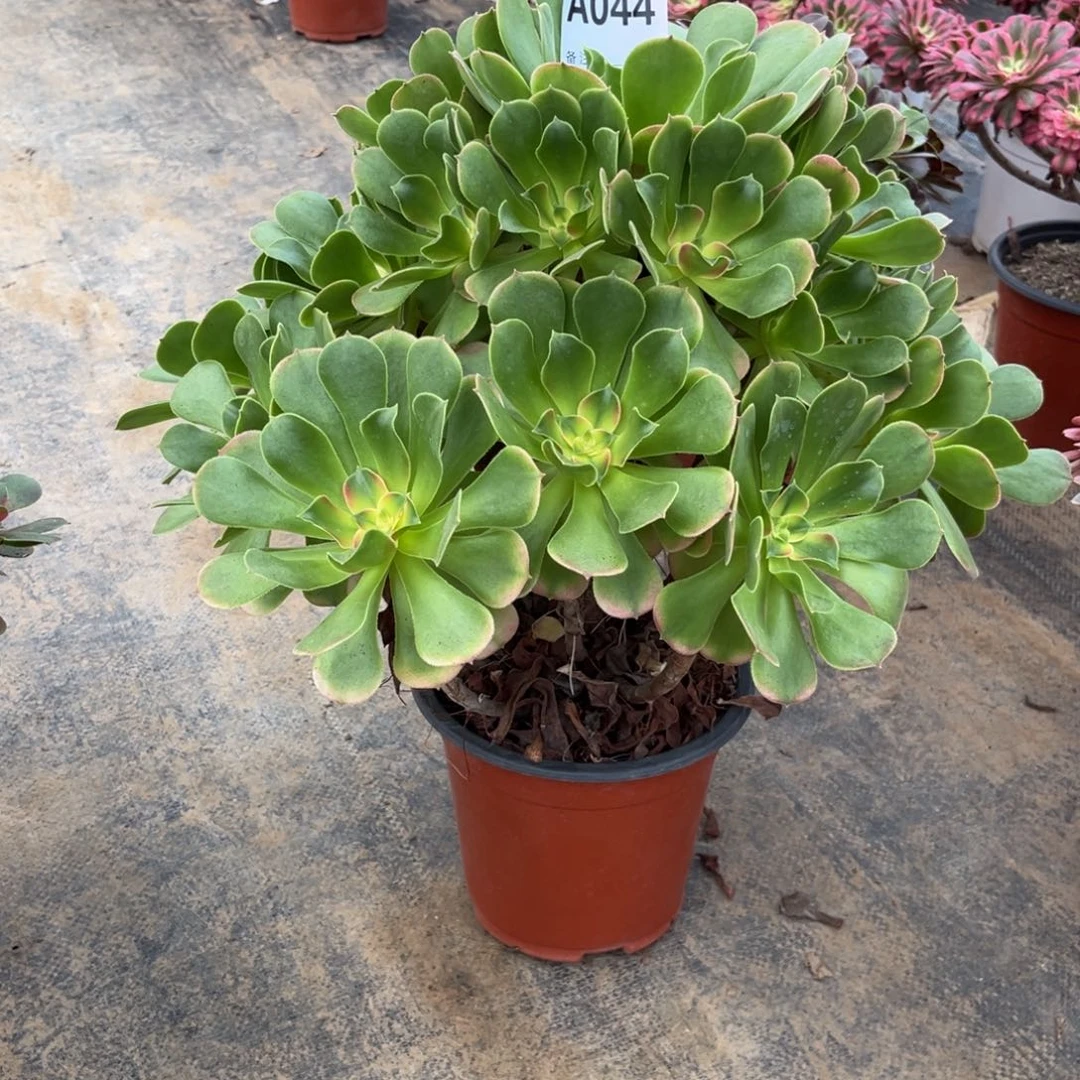 半***过多肉植物香妃044多肉