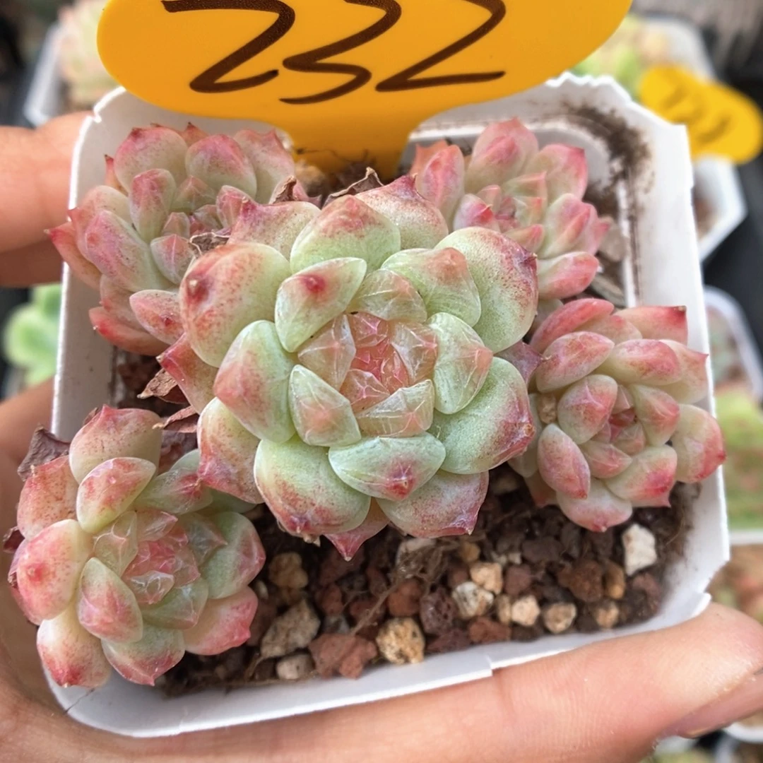糖心冰魄群生232号