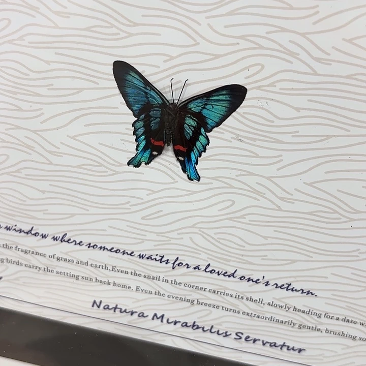 耶***耶蝴蝶标本定制467@