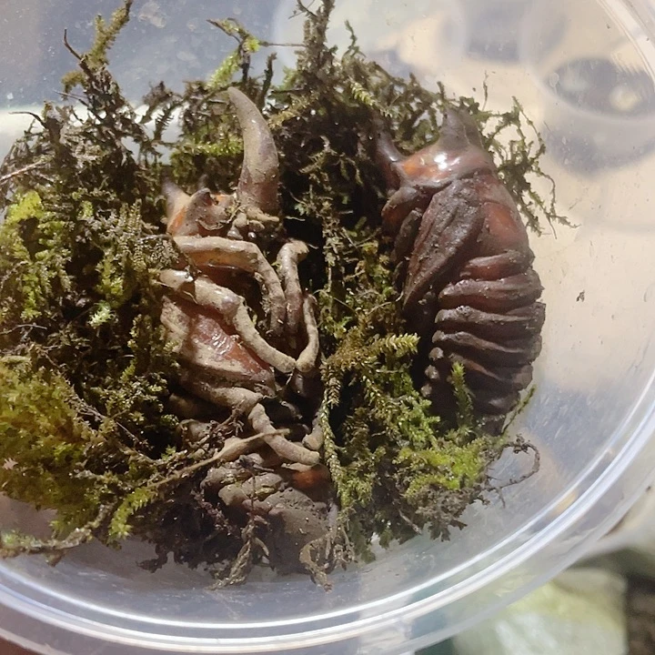 包成活一个哦哦哦哦哦哦哦哦