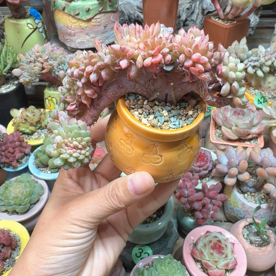 白胖子 多肉含盆土 一物一拍