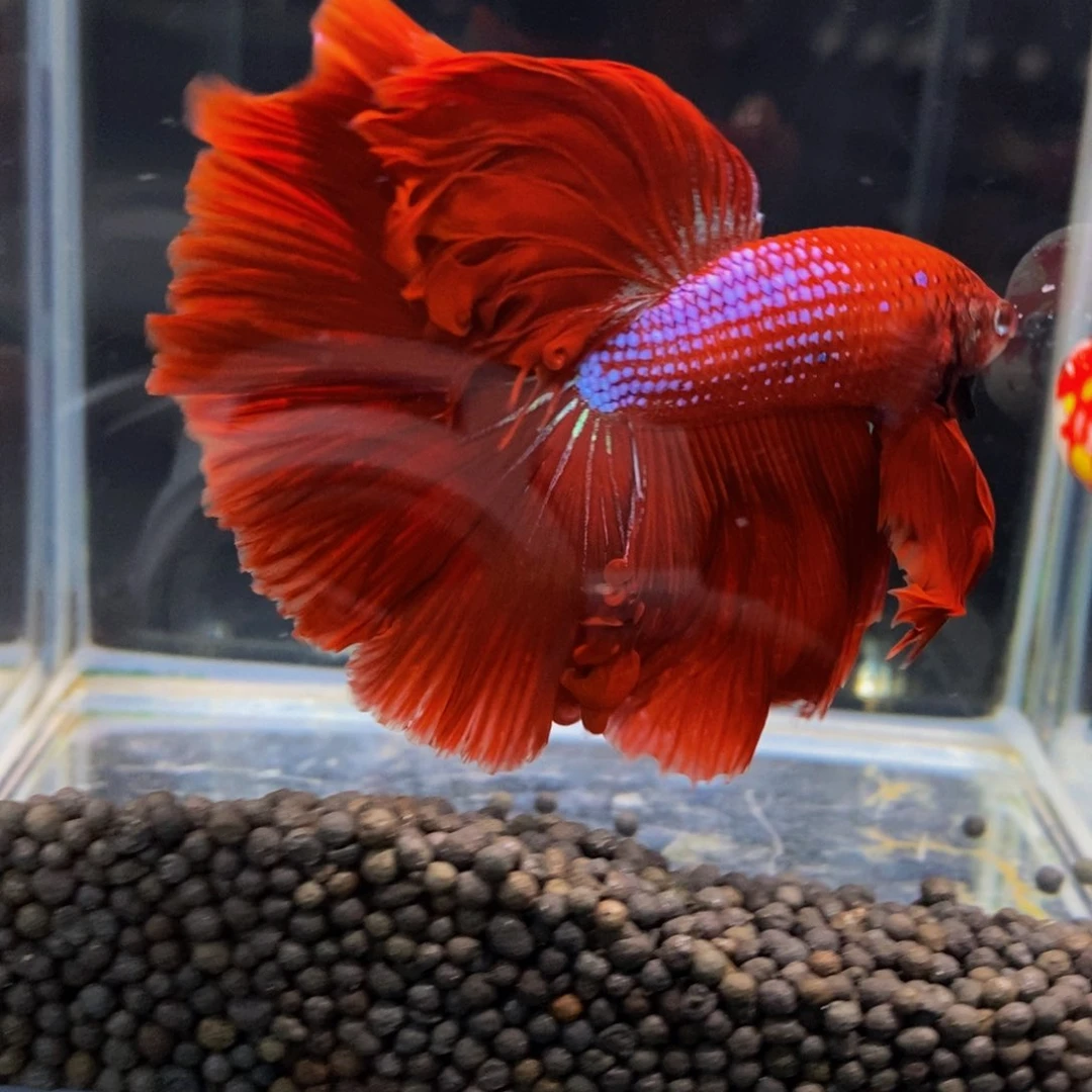 萌****海水389巨斗11111