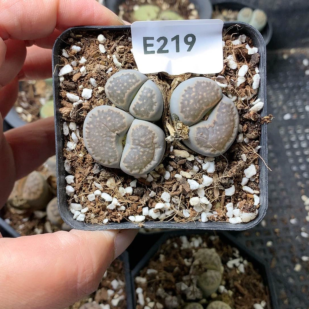 小*E219多肉植物保护研究所