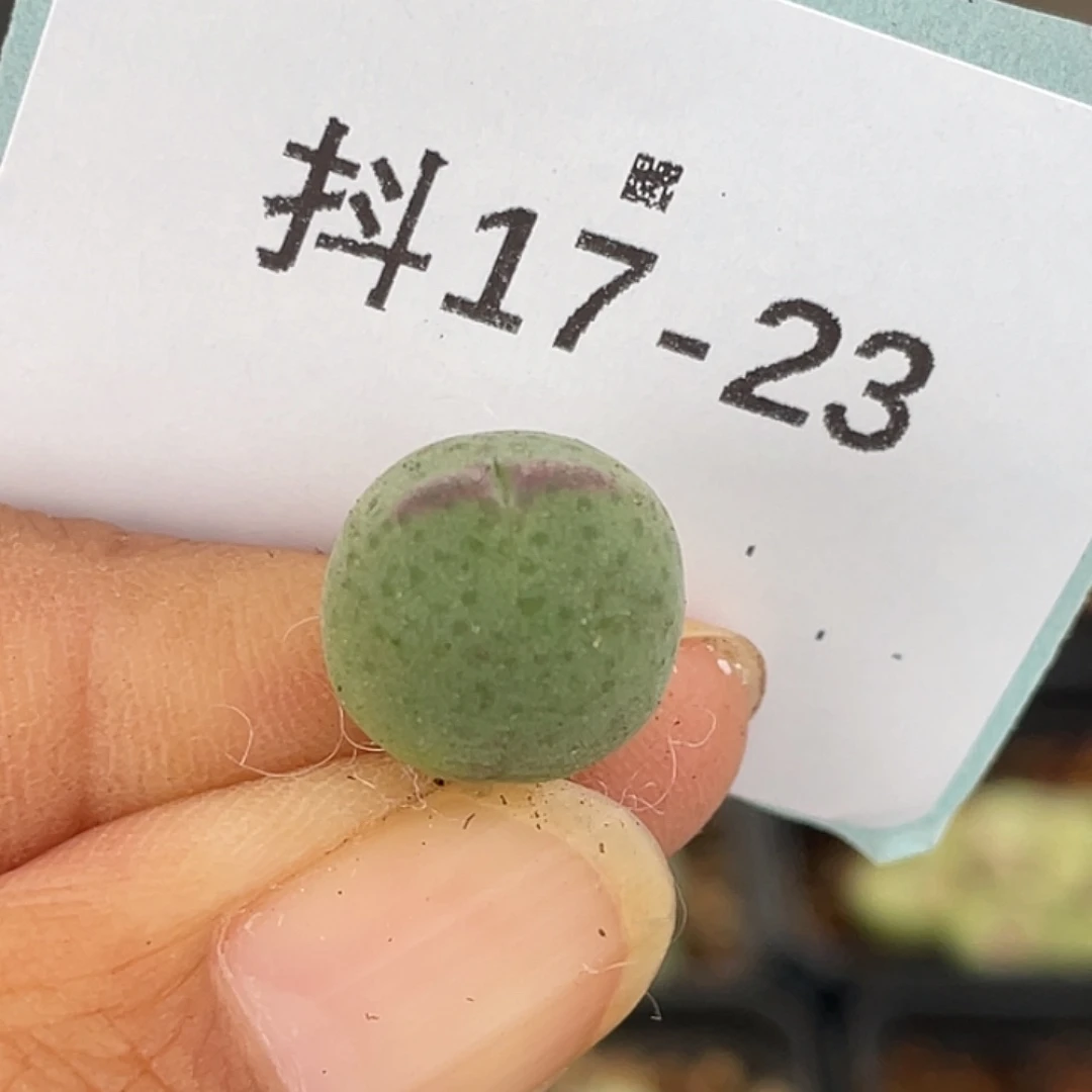 ᵒ***ᵏ17-23肉锥多肉植物