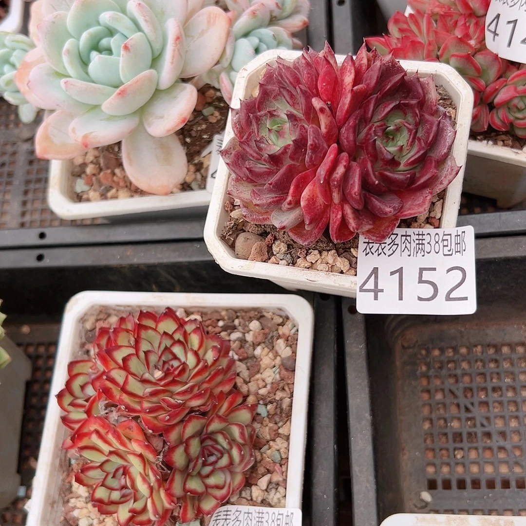 至***』无花朵多肉一物一拍植物4152