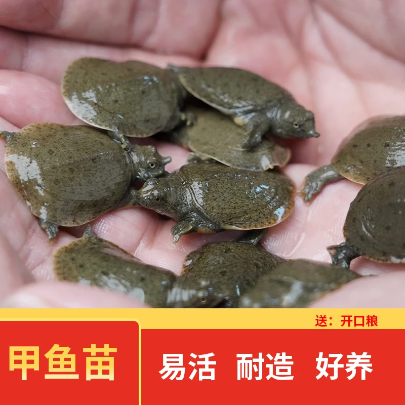 顺丰包邮中华鳖甲鱼团鱼苗2-4克水库鱼塘养殖