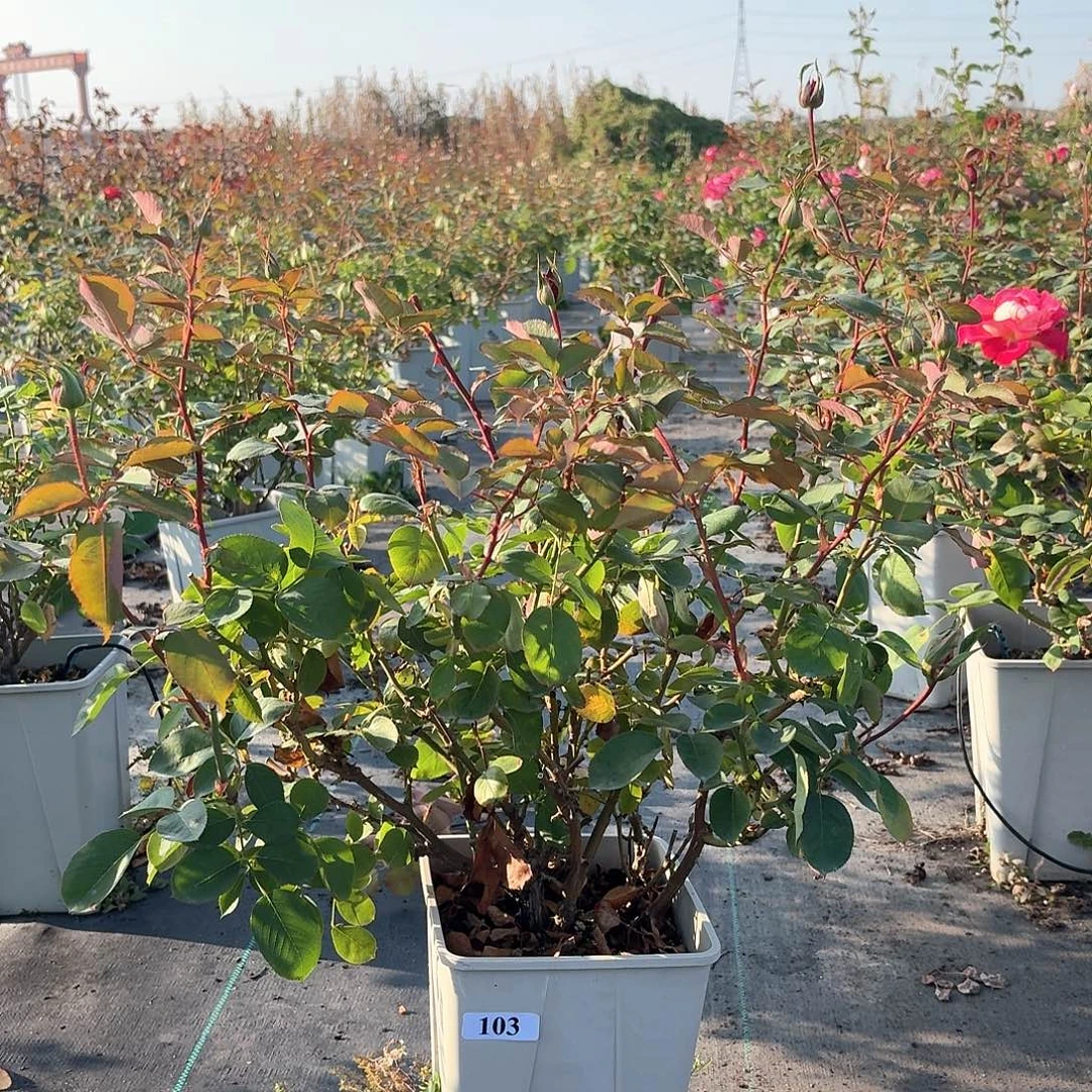 103莫妮卡贝鲁奇月季