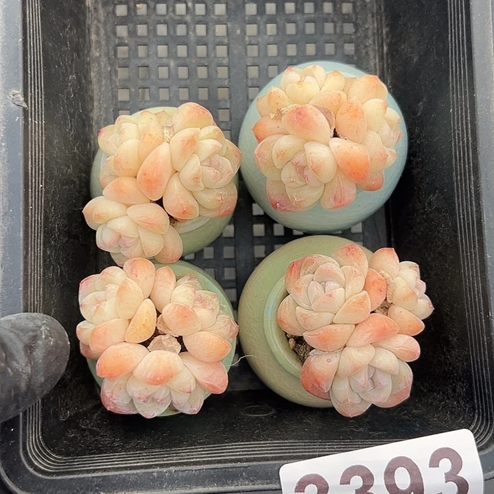 3393，四个三头冰玉带盆发的