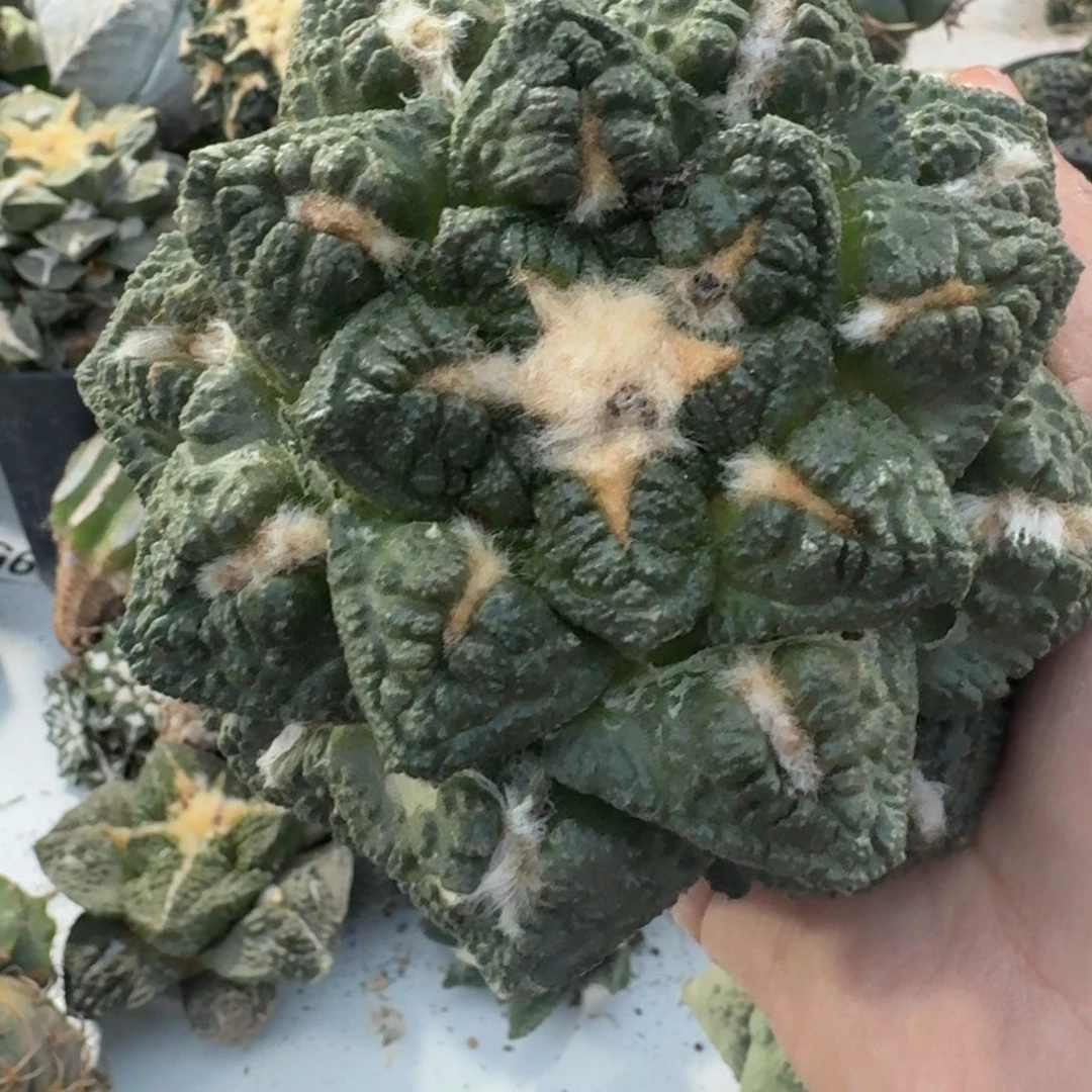 【闪购商品】青****店落地龟甲