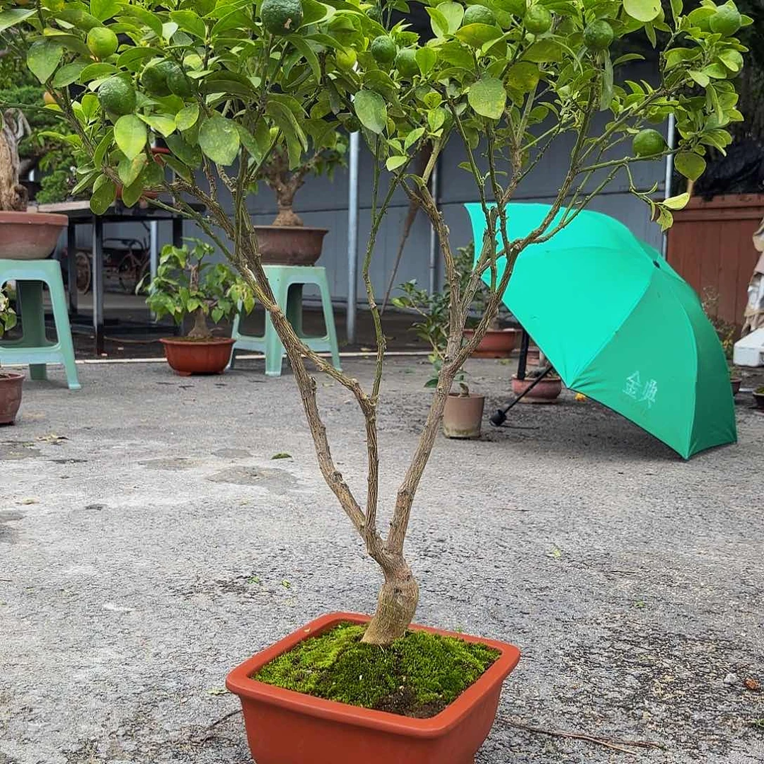 完全开放橘子盆景造型盆栽花卉