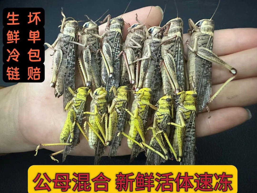 【2025】新茬蚂蚱活体速冻东亚飞蝗公母混搭蚂蚱包邮