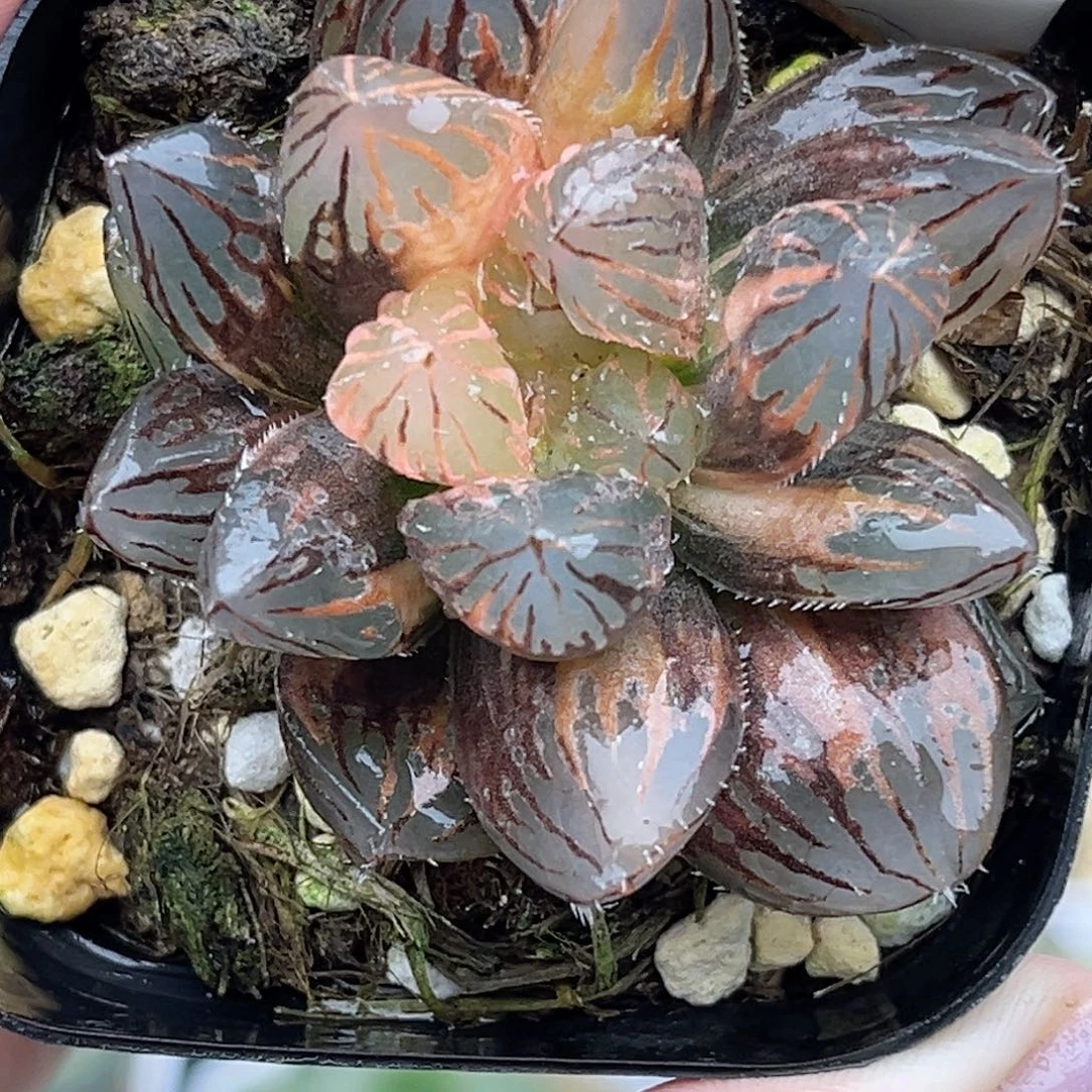 84龙爪玉露锦福利专场