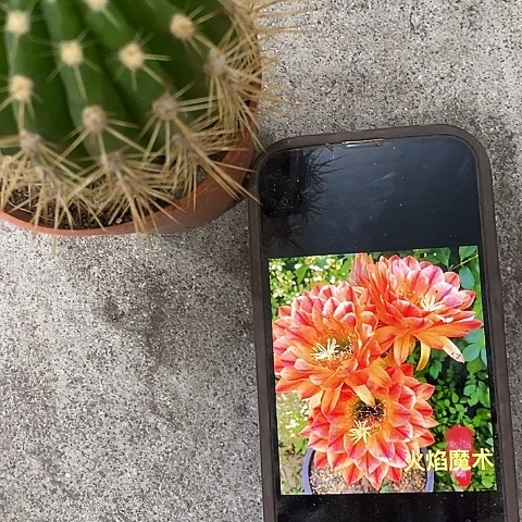 火焰魔术毛花，高5-8公分左右