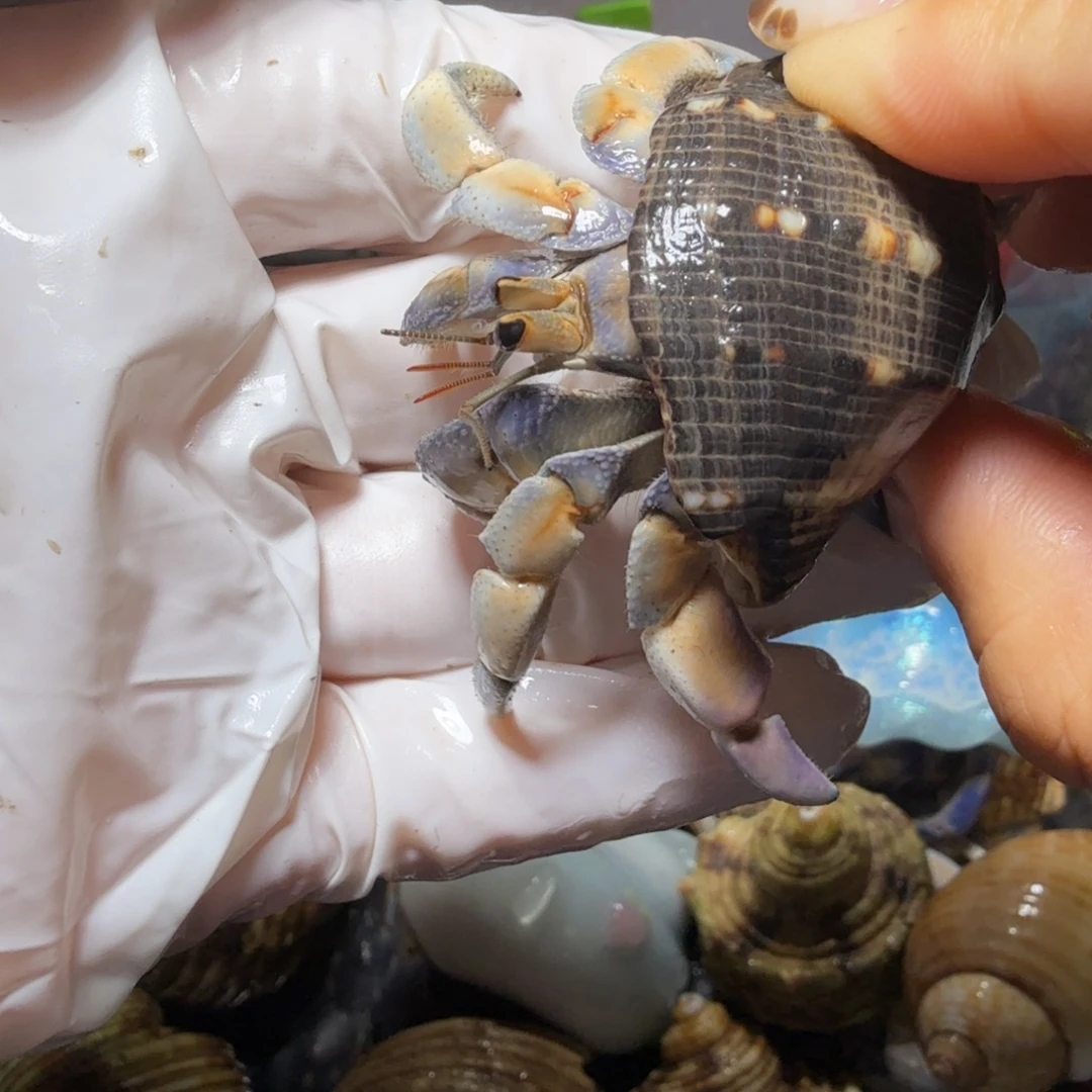 海水鱼2.4异色牛仔