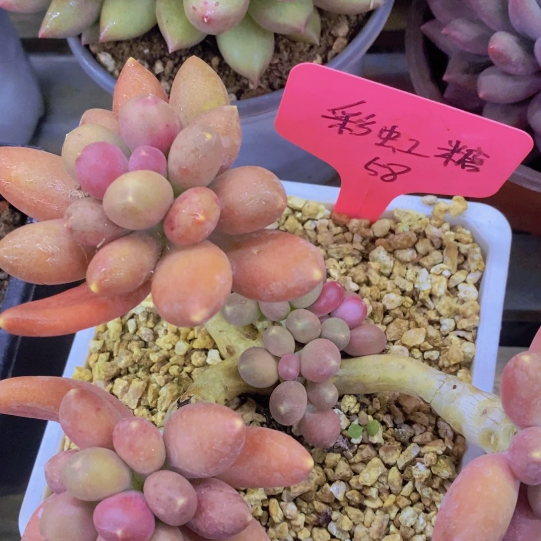 元旦第一场直播，节日快乐