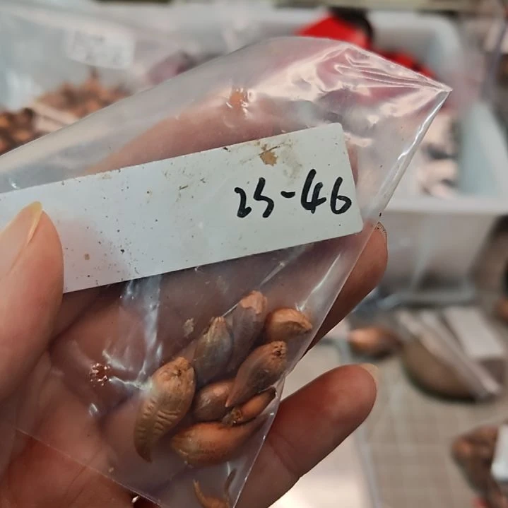 酢浆草早花盲盒23-46