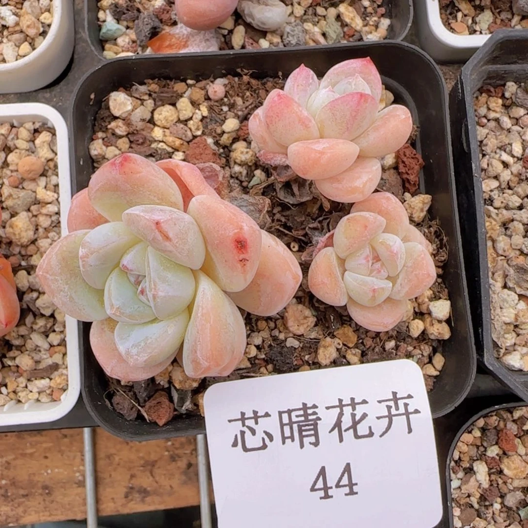 多肉很小看清楚下单拒绝非品质售后44