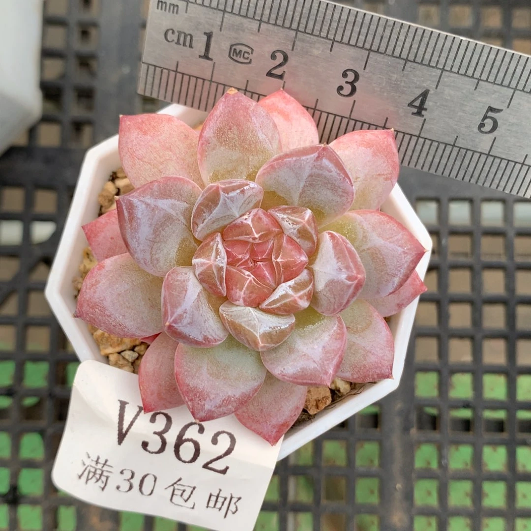 362。透心琥珀。糖心多肉。