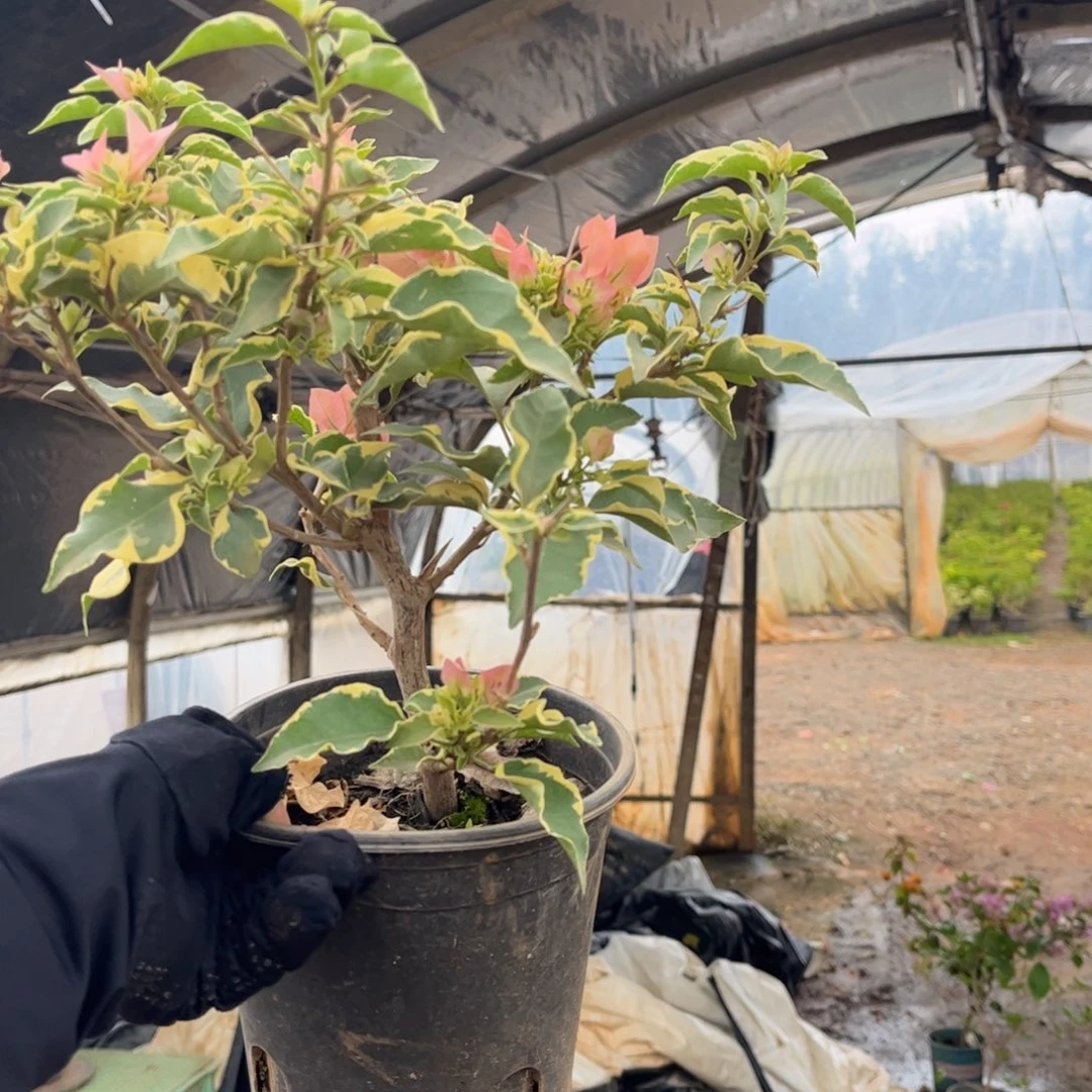 叶***叶完全开放（马斯佩拉克）三角梅会落花落叶会光杆苗有大有小