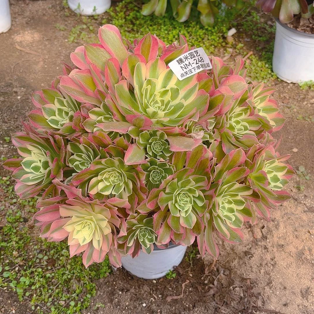 白凤老庄多肉植物248