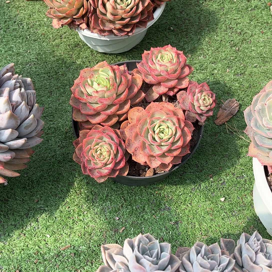 乔*板贝拉多肉植物保护58