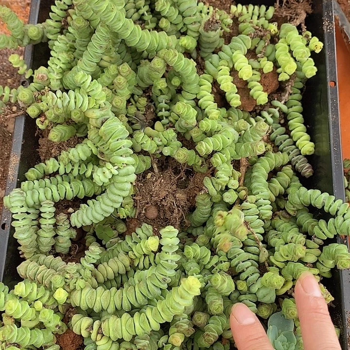 105 多肉植物盆栽植物