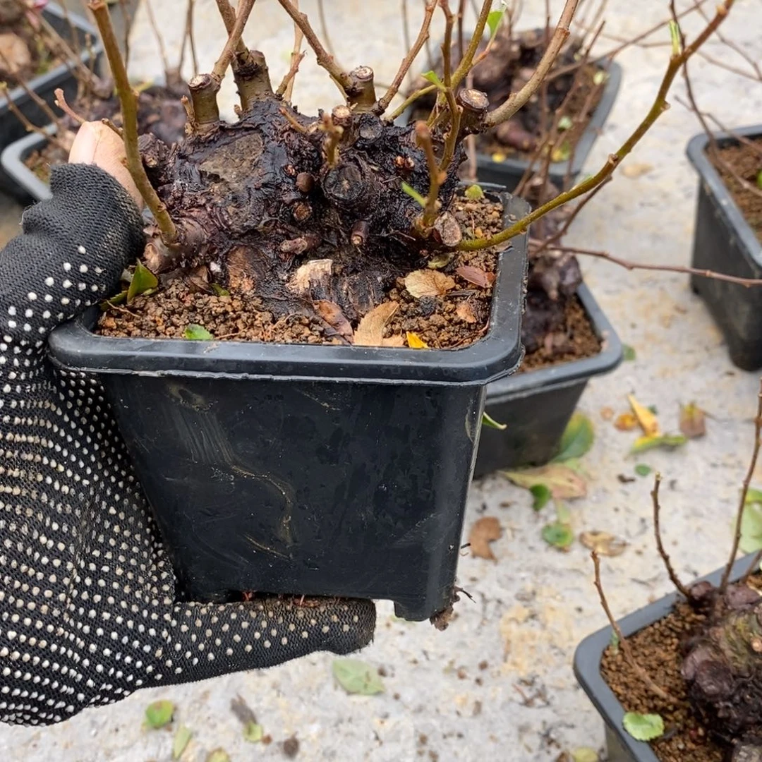 风***风无花朵盆景盆景58
