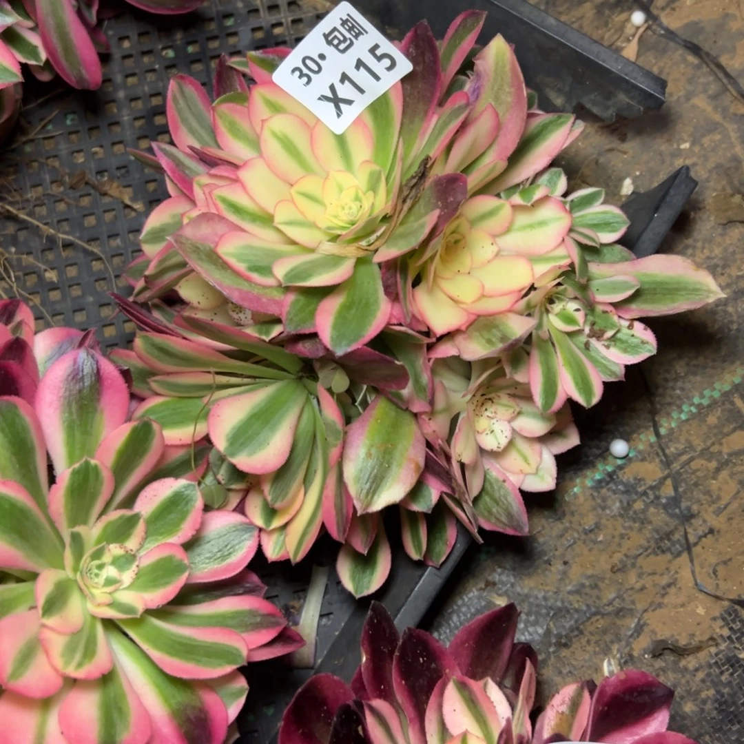 115粉女巫，多肉法师