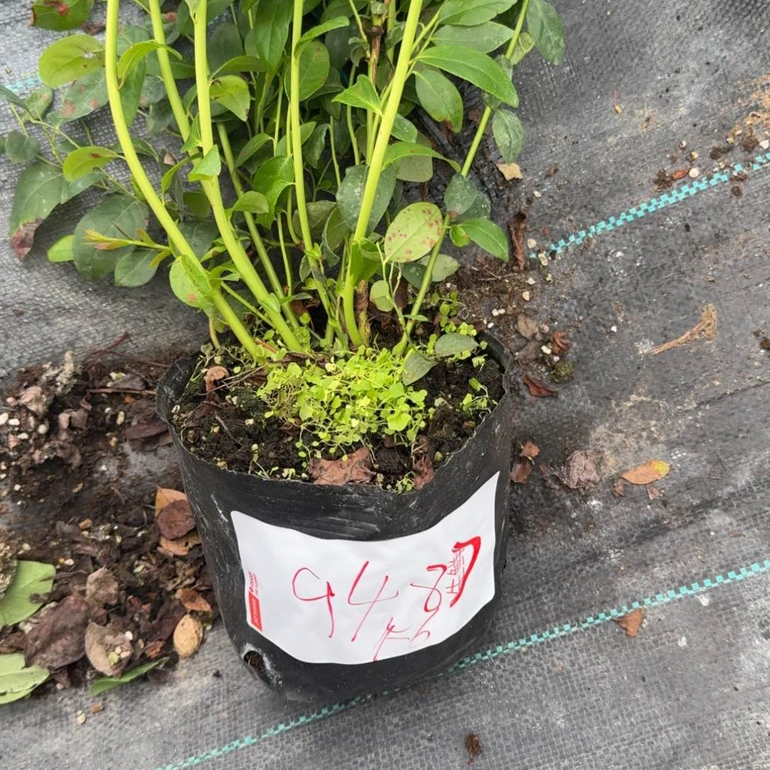 初***见中钵f6一物一拍9487