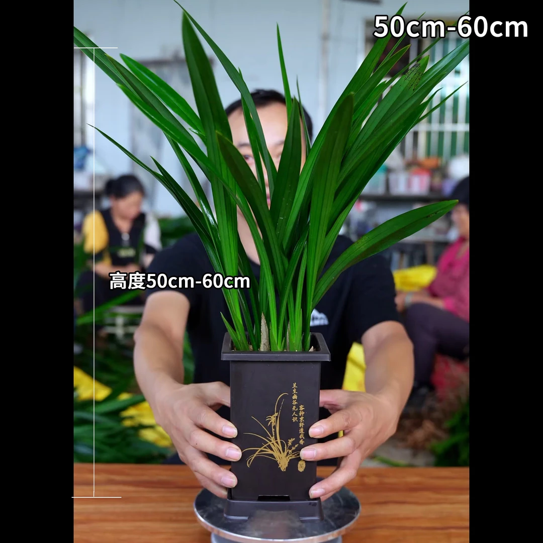 墨兰古风花盆栽好室内阳台办公室兰花盆栽常青好养护