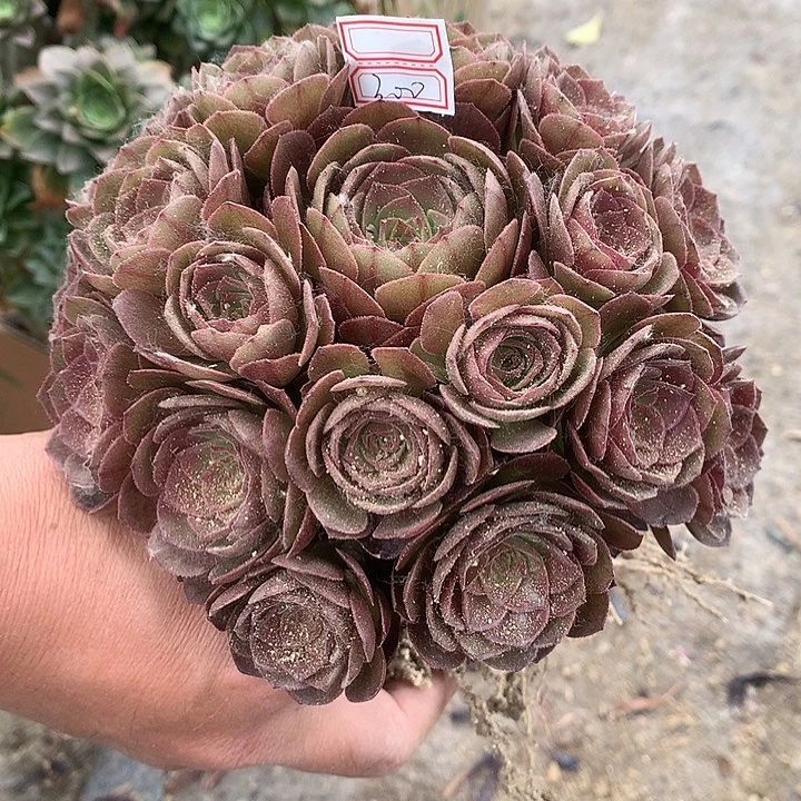 300万圣节多肉植物