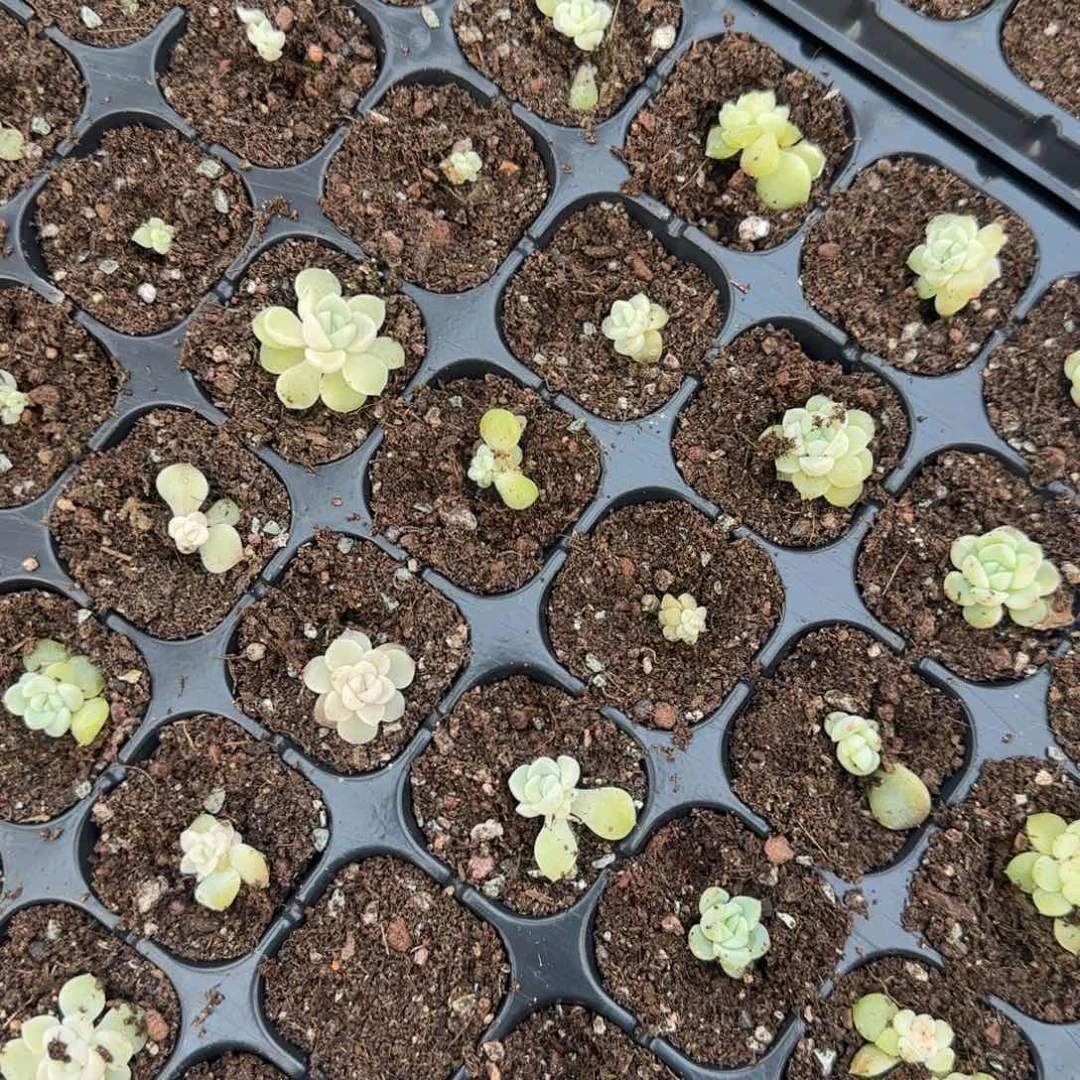 任姐姐白财富穴1个满25包邮