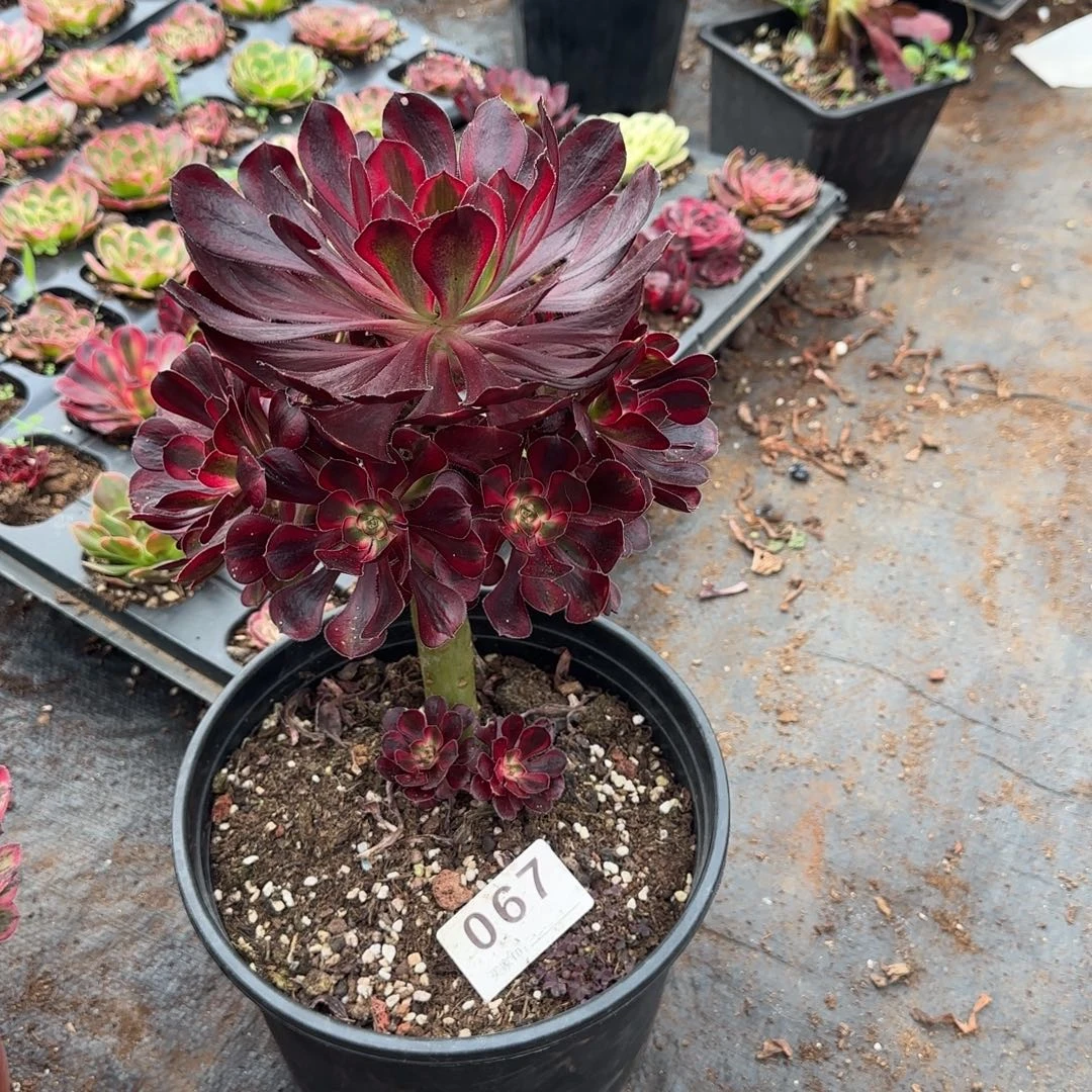 精品多肉植物0067