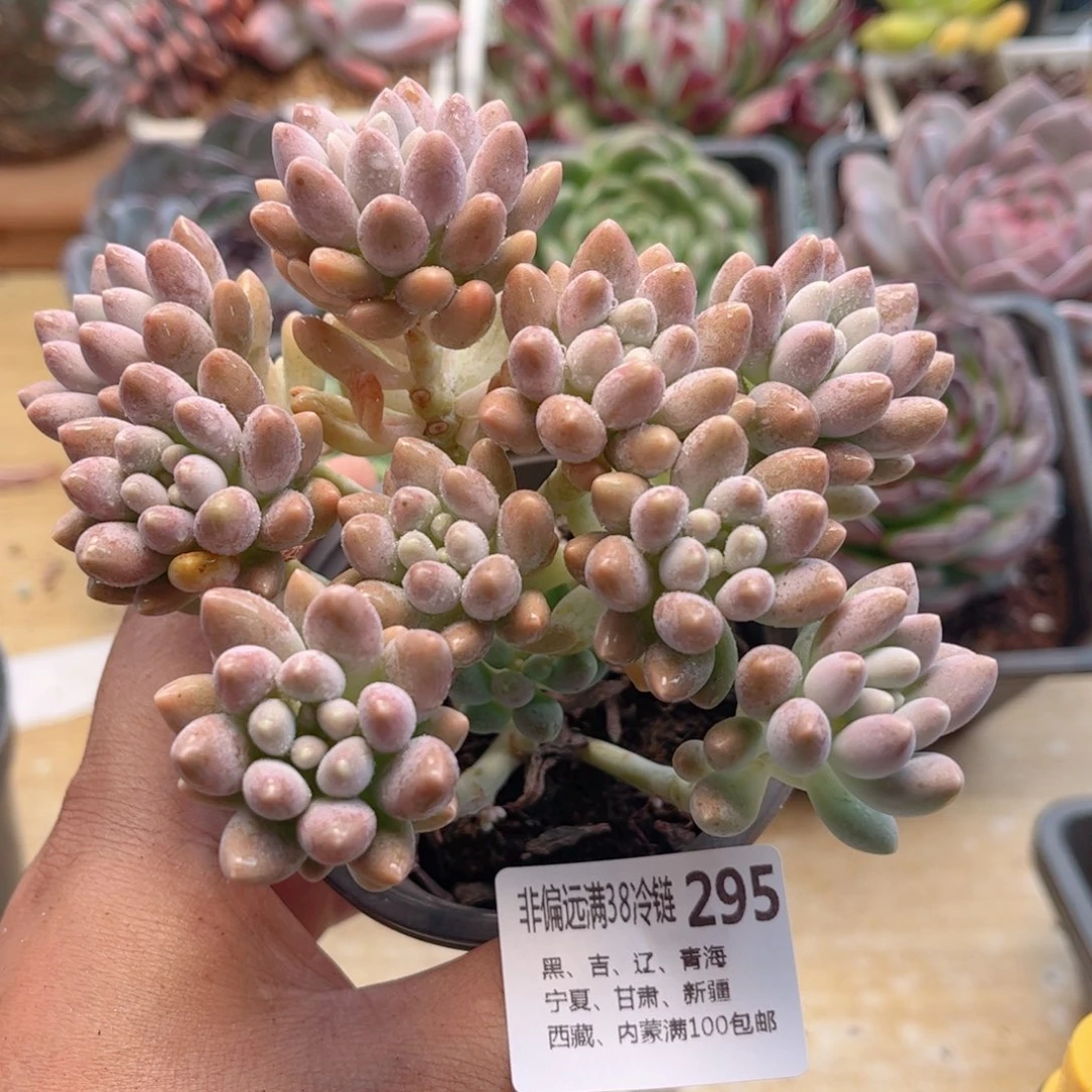 295星戴露德华多肉