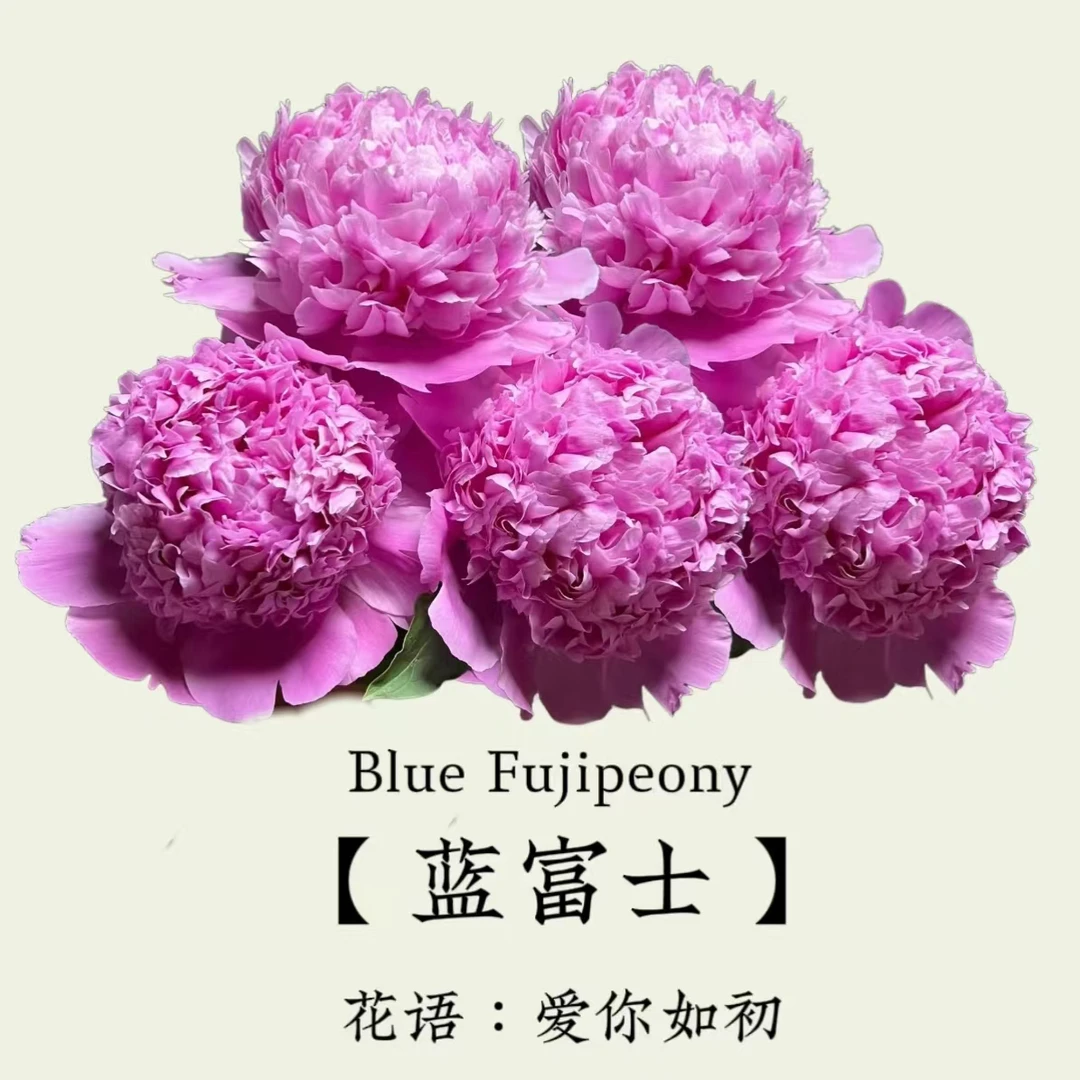 进口芍药花苗蓝富士重瓣大花庭院阳台绿植花卉盆栽地栽植物