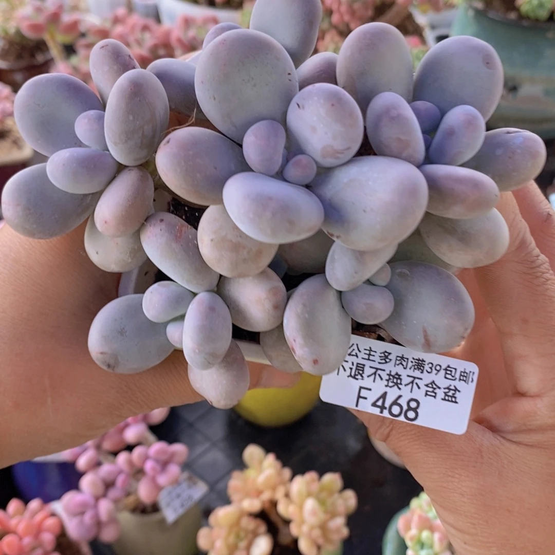 芭比奶洛11cm468多肉植物