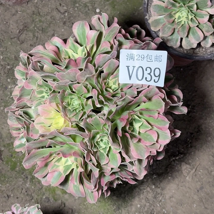 039白凤      多肉植物