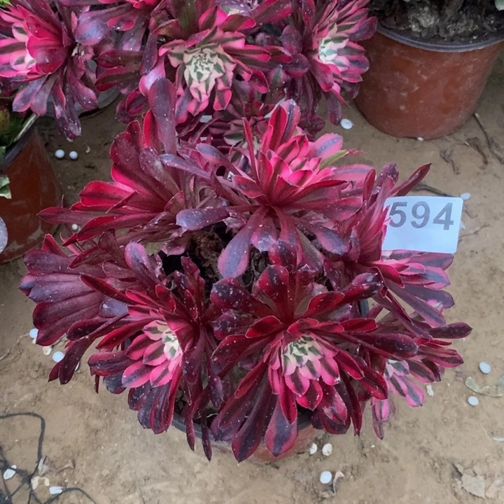 594铜壶白绣球多肉