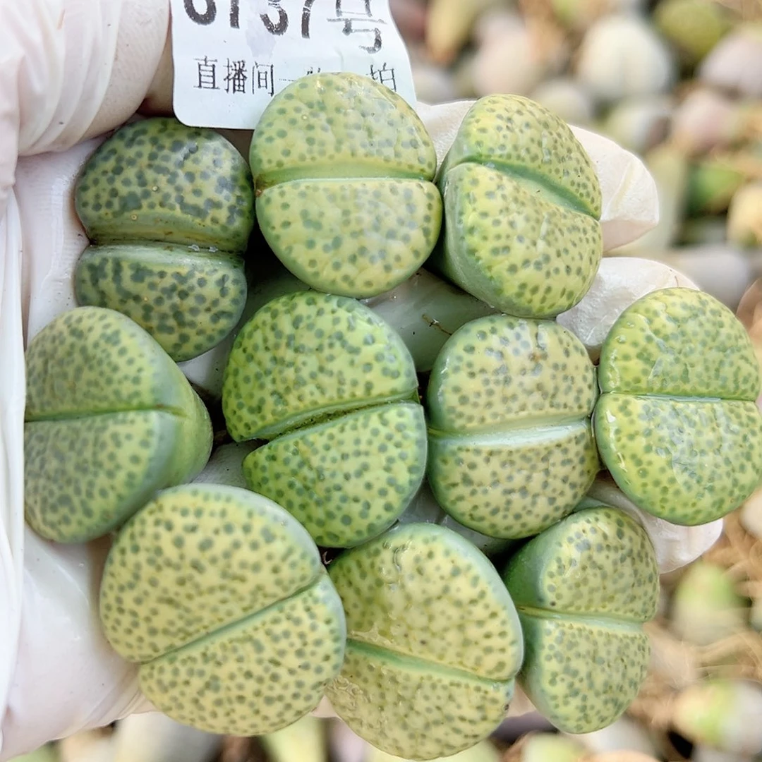 8737 好养易活生石花大母本10个