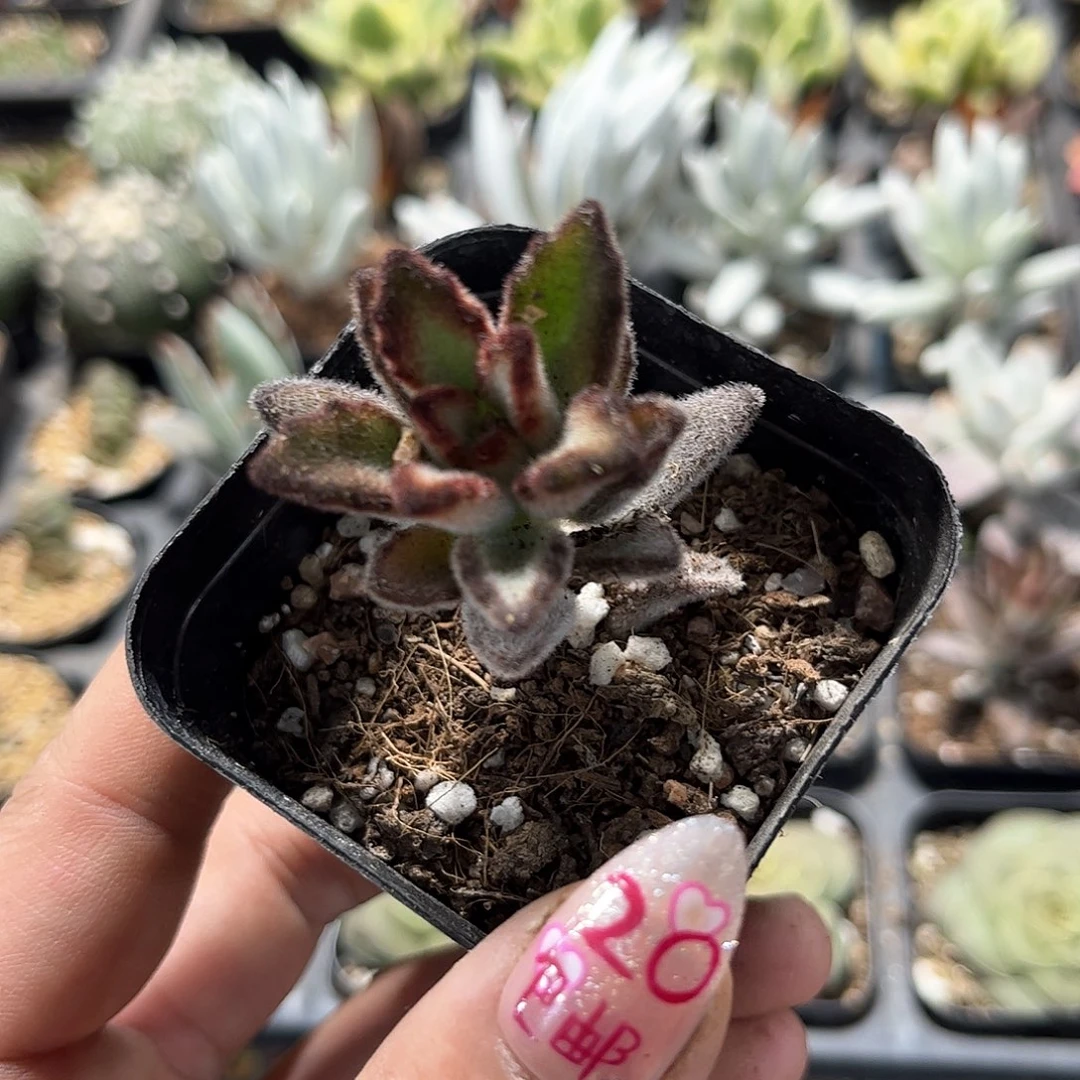 黑兔耳单头发货有根发货