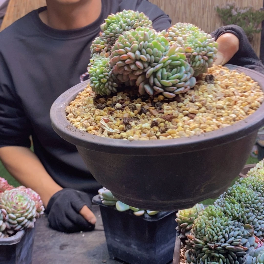 小****5202号白胖子缀多肉