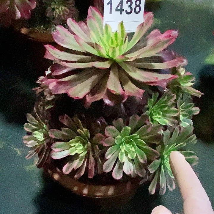 红陶心*1438糖果粉黛4多肉