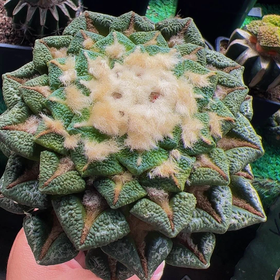 无花朵大尤黑牡丹11公分823